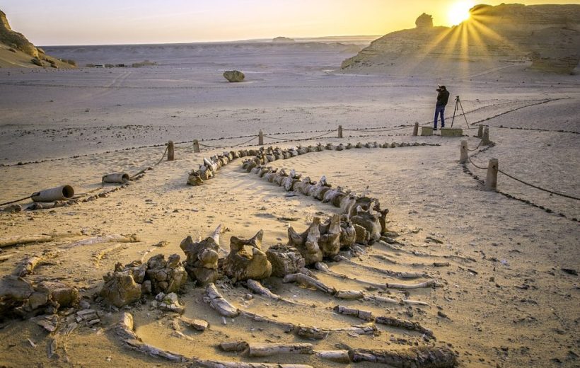 Wadi El Hitan Egypt Tour from Cairo & Desert Safari  Meta